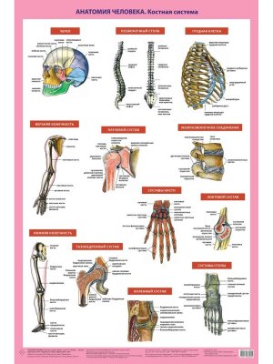 Плакат Анатомия человека Костная система в тубусе А1