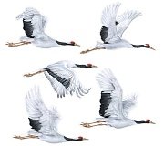 Комплект вырубных плакатов Журавли А3 5 шт КБ-17293