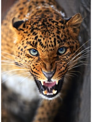 Холст 40х50 см по номерам Опасный леопард 30 цв коробке Х-4601