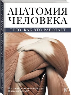 Анатомия человека Тело Как это работает