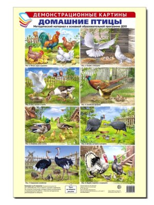 Демонстр картины Домашние птицы