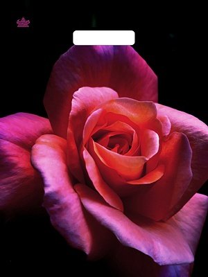 Полиэтиленовый пакет Малиновая роза 31х40 н00268706