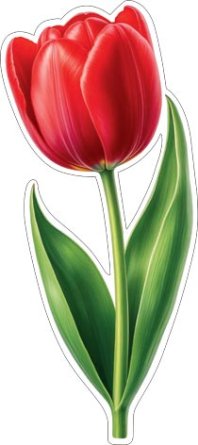 7-65-8066 Украшение на скотче Тюльпан красный