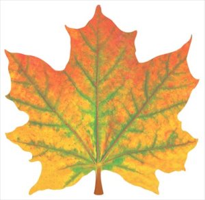 Украшение Кленовый лист желто оранжевый 1.0000424