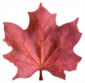 Украшение Кленовый лист красный 1.0000420