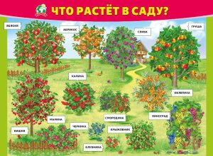 Плакат Что растет в саду 070.967