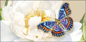 Конверт Без надписи жен 075.708