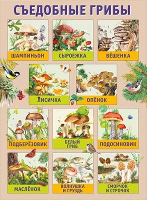 Плакат Съедобные грибы