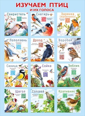 Плакат Изучаем птиц 071.610