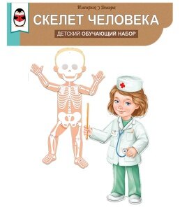 Оформительский набор Скелет человека