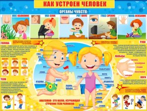 Плакат Как устроен человек P2-248