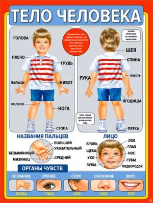 Плакат Тело человека P2-672