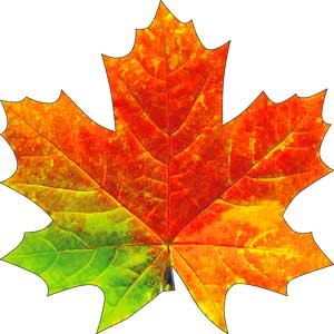 Украшение Кленовый лист разноцветный A1-113-193