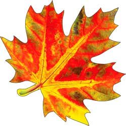 Украшение Кленовый лист разноцветный 113-73-A